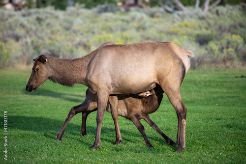 hurd of wild elk in Mammoth, Wyoming