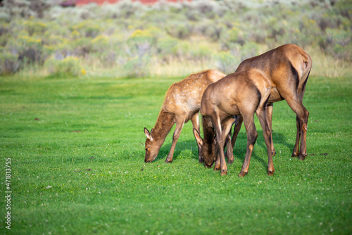 hurd of wild elk in Mammoth, Wyoming © digidreamgrafix