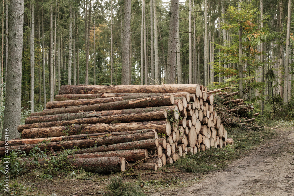 Holzwirtschaft / Forstwirtschaft: Gestapelte Baumstämme (Nadelholz) im Wald neben einem Waldweg Holzwirtschaft / Forstwirtschaft: Gestapelte Baumstämme (Nadelholz) im Wald neben einem Waldweg
