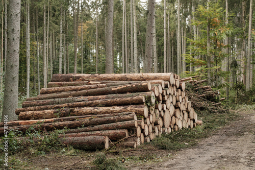 Holzwirtschaft / Forstwirtschaft: Gestapelte Baumstämme (Nadelholz) im Wald neben einem Waldweg