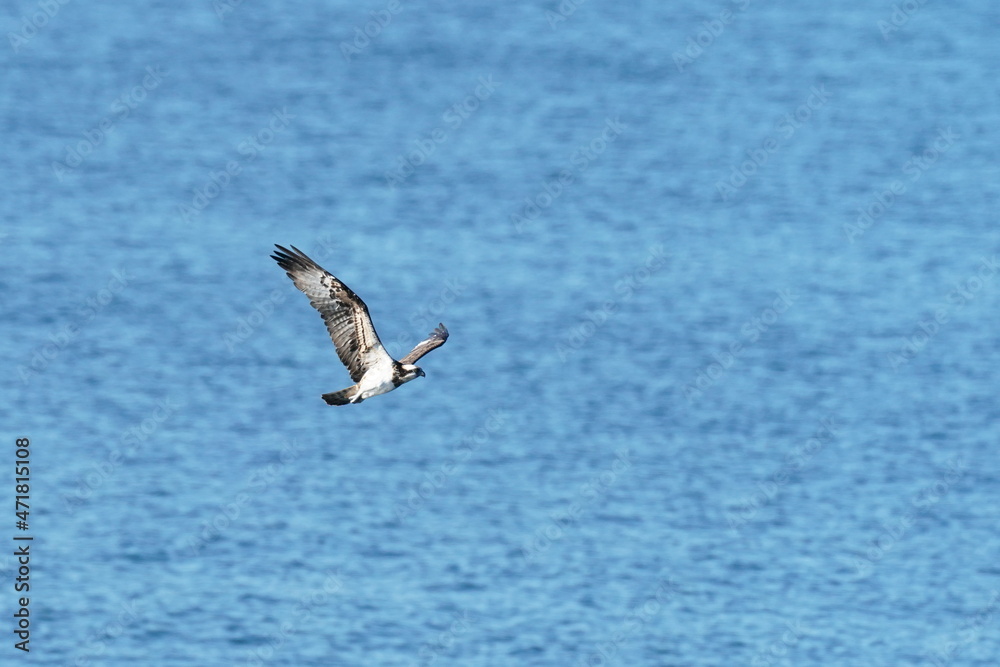 osprey in flight osprey in flight