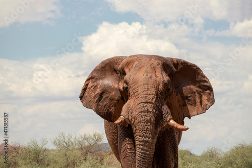 Front view of african elephant in the grasslands of Etosha National Park, Namibia.