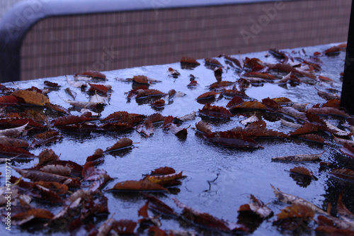 leaves in water