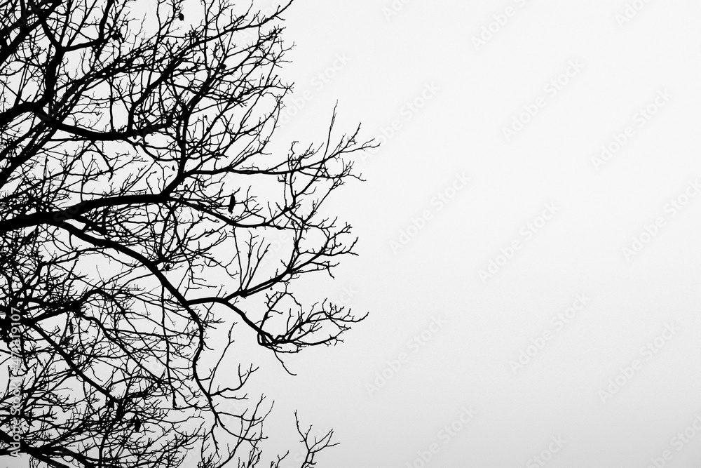 Fototapeta premium tree branches silhouette