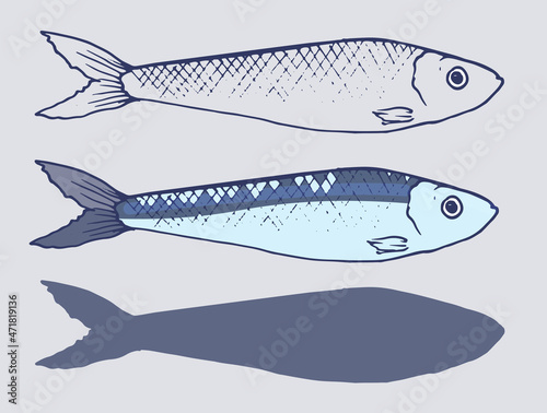 Sprat set. a painted small sprat fish in different variations of the sketch, colors and silhouettes. isolated sardine fish elements lines of blue and gray colors, hand-drawn for your design on