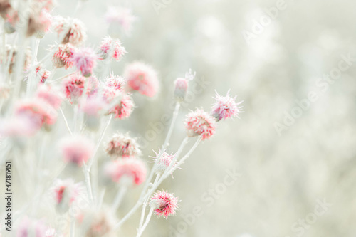 pink flowers in the garden © Мария Мищинская