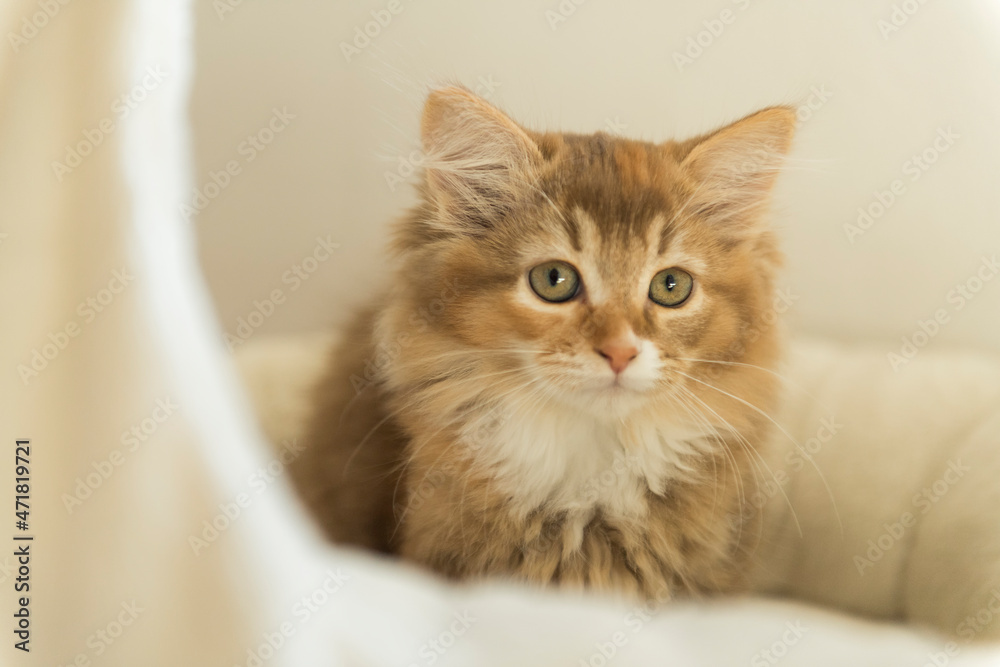 Sibirer Kitten in der Farbe Cinnamon