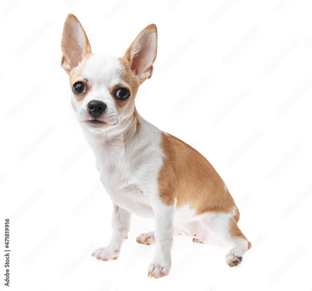 Beautiful and cute white and brown mexican chihuahua dog over isolated background. Studio shoot of purebreed miniature chihuahua puppy. Beautiful and cute white and brown mexican chihuahua dog over isolated background. Studio shoot of purebreed miniature chihuahua puppy.
