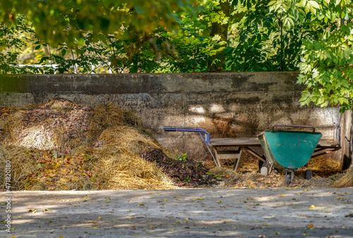autumn leaves in a garden