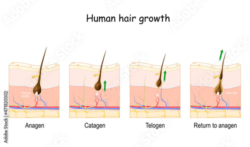 Hair growth cycle. Human skin. Follicle anatomy.