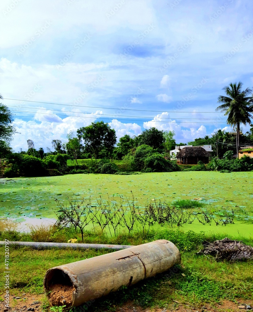 Asia, water, lake, Nature with sky, sky with natural, natural trees, natural, beautiful, plands, water insects, grass, landscape, palm, natural landscape, coudryside, Asia, water, lake, Nature with sky, sky with natural, natural trees, natural, beautiful, plands, water insects, grass, landscape, palm, natural landscape, coudryside,