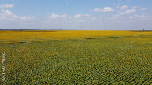 Sunflower field photographed from a bird's-eye view. Blue sky over an agricultural field.