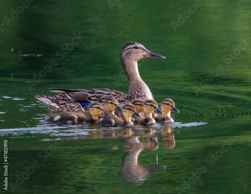 Obraz na płótnie Duck mom with ducklings swims on the lake w salonie