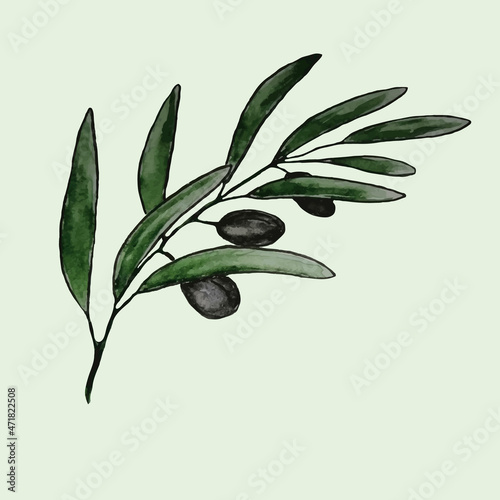 olive branch with green leaves watercolor