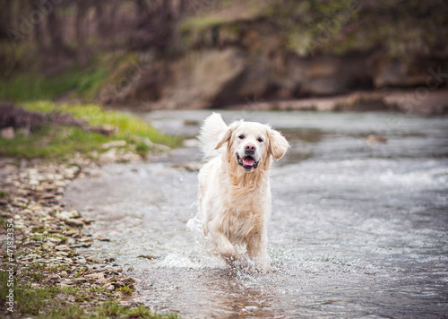 Happy Retriever playing in a river. Fast mountain stream water splashing, dog jumping in the waves. Selective focus on the animal, blurred background.