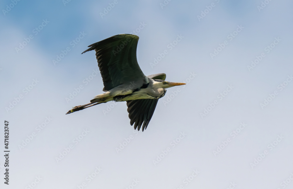 Obraz premium Gray heron flying across the sky