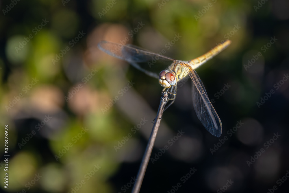 Pantala flavescens (Dragonfly, globe skimmer, globe wanderer or wandering glider) close up