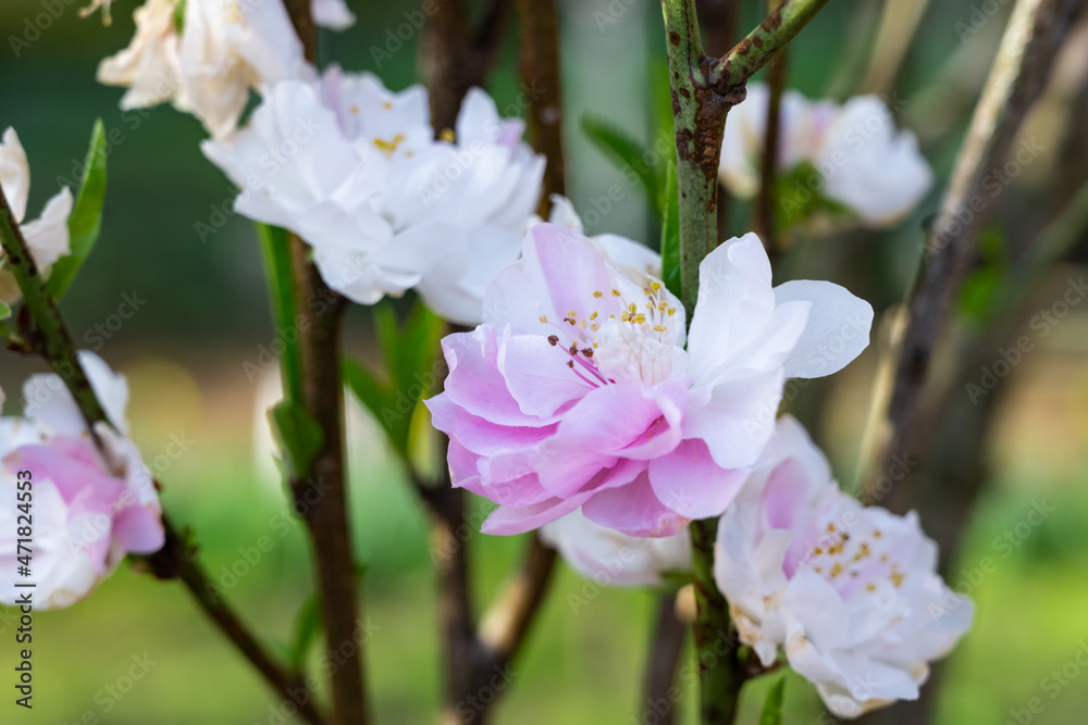 Obraz premium 満開の花桃