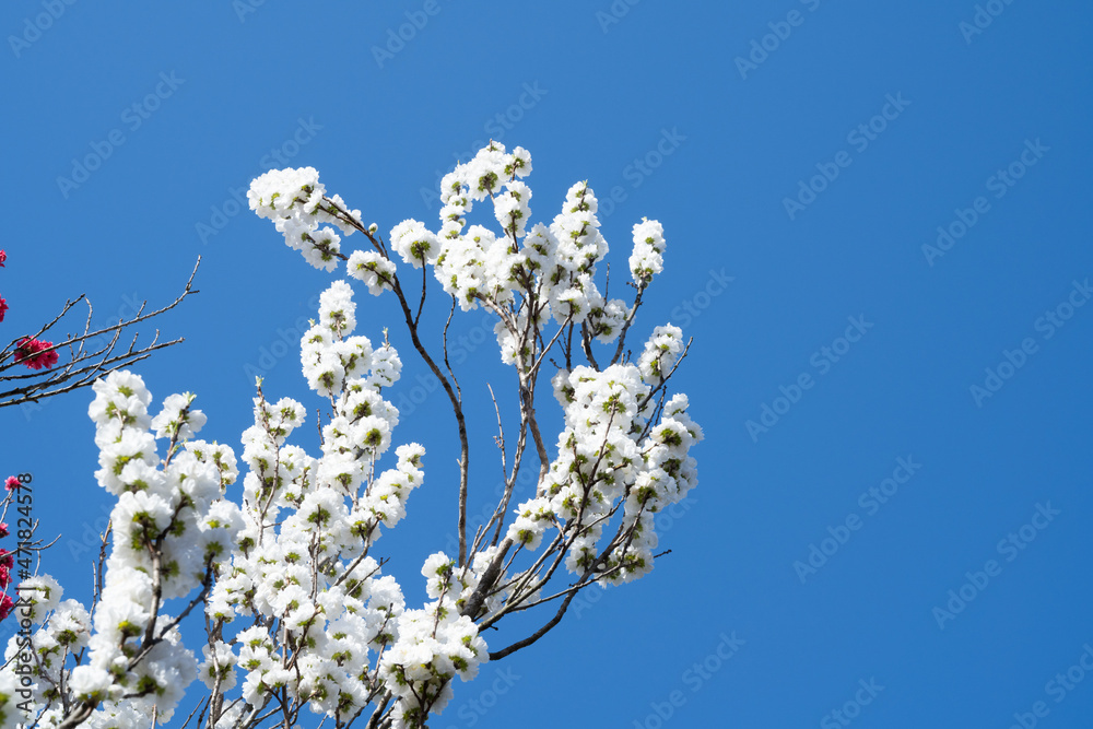 青い空と花桃 青い空と花桃