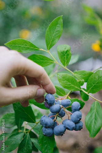 Hand picks blueberries from a bush. Blue berries in the garden close up.