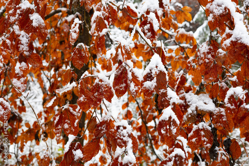 Herbstblätter mit Schnee bedeckt