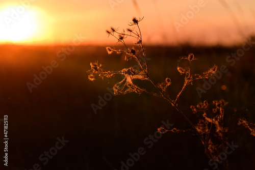 Beautiful spider web on the grass at sunset, close view