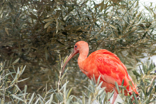 semi-wild red flamingo or Caribbean flamingo (Phoenicopterus ruber)