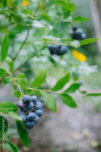 blueberries on a branch