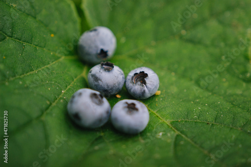 Blueberries on a leaf. Strong berry.