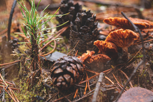 old brown rotting mushrooms, pine cones and small tiny pine tree on forest ground