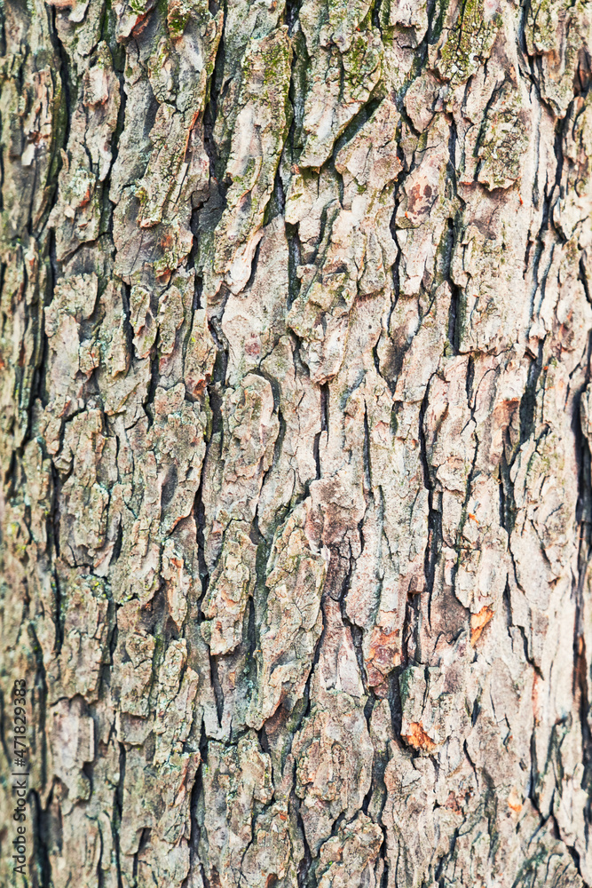 Beautiful tree bark texture image Beautiful tree bark texture image