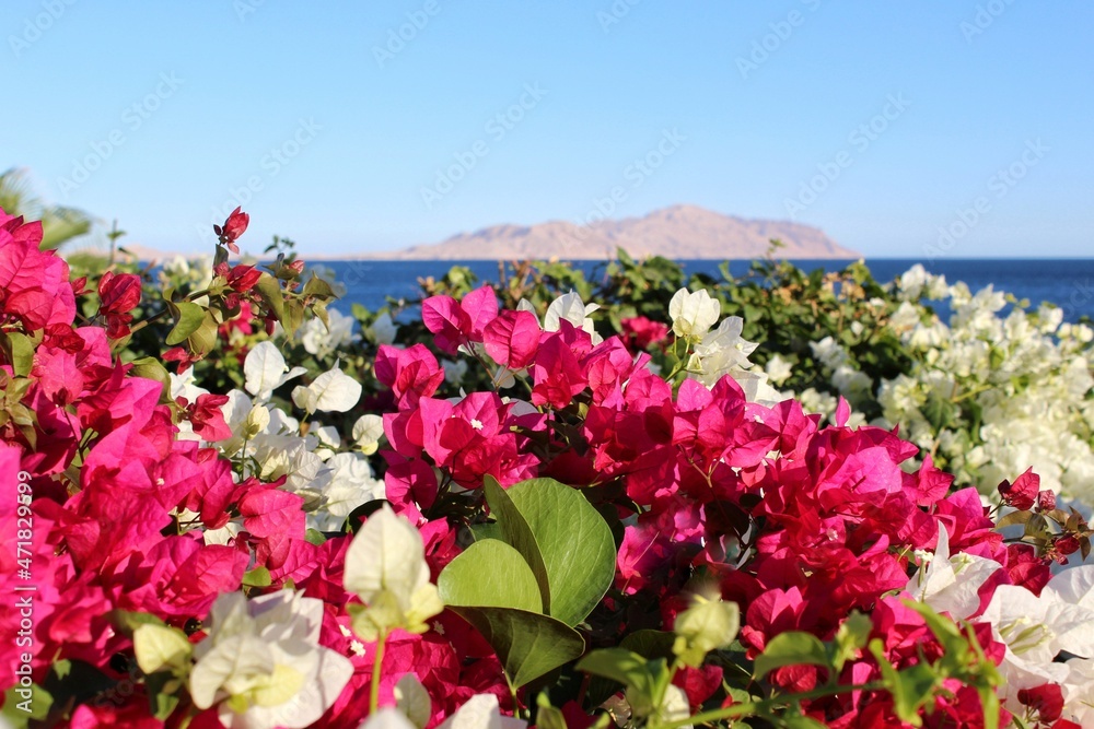 White and pink flowers of blooming bougainvillea bush in the background of the island in the Red sea White and pink flowers of blooming bougainvillea bush in the background of the island in the Red sea