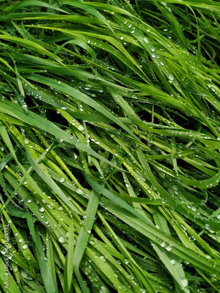 Top down view of green grass with raindrops on it Top down view of green grass with raindrops on it