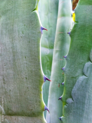 Macro photo of violet thorns on the green aloe leaves
