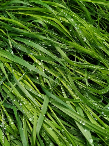 Top down view of green grass with raindrops on it
