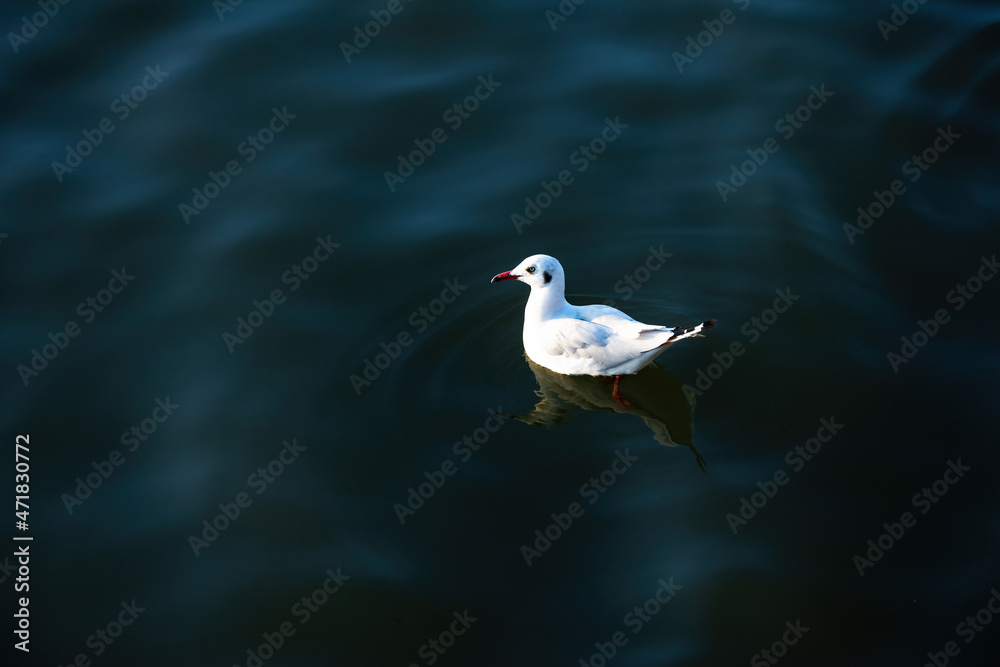 Seagull floating on the sea. Wild seagull with natural sea blue background. Seagull floating on the sea. Wild seagull with natural sea blue background.