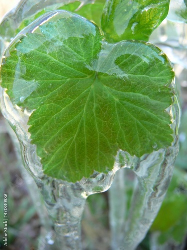 plant in ice