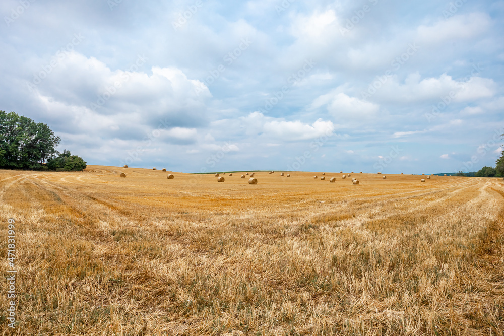 straw bales in the field after harvest. natural panorama