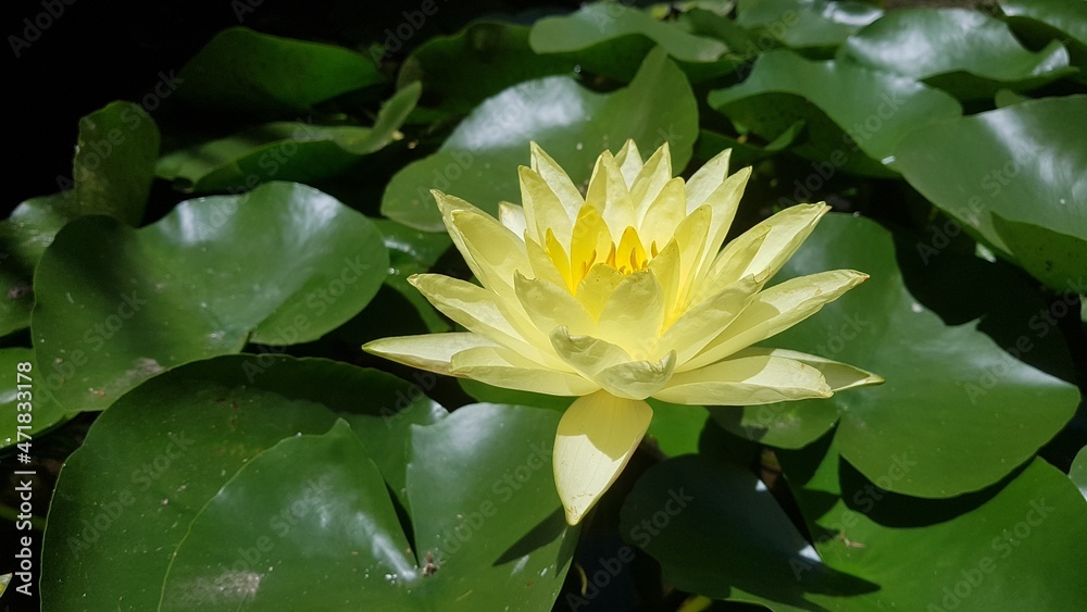 Flor de loto o Nenúfar amarillo con hojas verdes en estanque Flor de loto o Nenúfar amarillo con hojas verdes en estanque