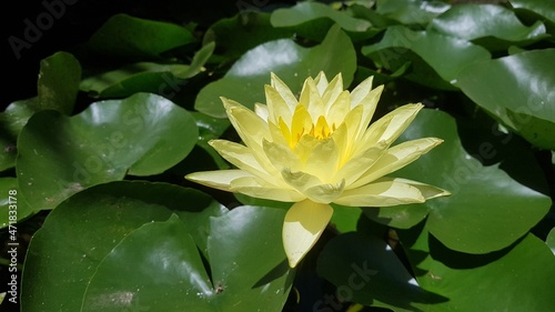 Flor de loto o Nen  far amarillo con hojas verdes en estanque