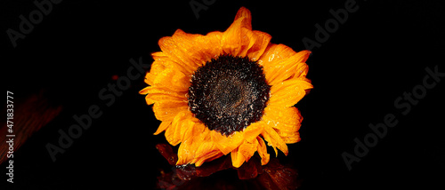 Panel kuchenny z motywem Kwiat słonecznika na ciemnym tle