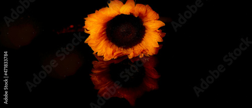 Kwiat słonecznika na ciemnym tle