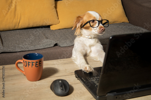 Dog working from home drinking coffee