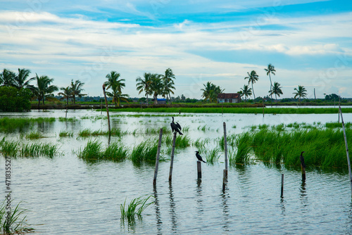 Photography Beautiful nature photography during daytime, Kerala backwaters landscape photogr