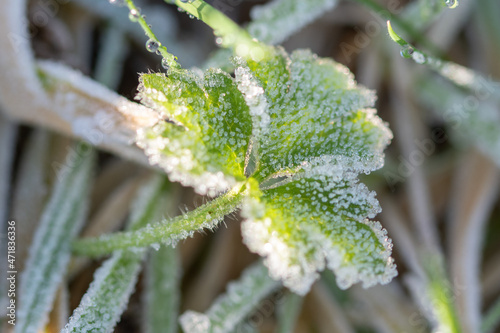 Green leaves of the plant covered with morning frost.