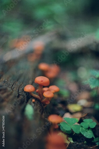 mushrooms in the forest