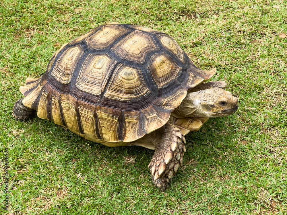 Sulcata Tortoise is walking on the grass in the garden. Sulcata Tortoise is walking on the grass in the garden.