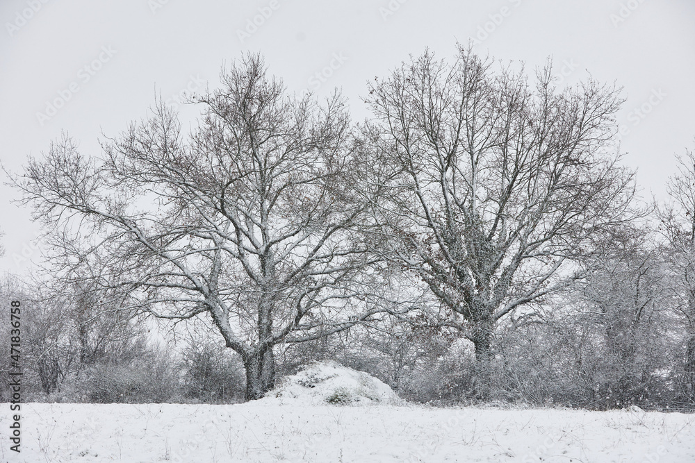 Fototapeta premium Baum mit Schnee in Frankreich