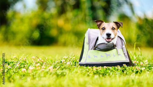 Dog boarding concept with small happy pet looking out of carrier photo