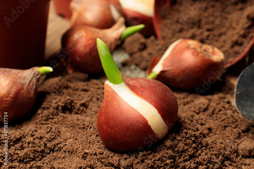 Preparing tulip bulbs for planting. Pots, garden tools and tulip bulbs. Planting seedlings in containers